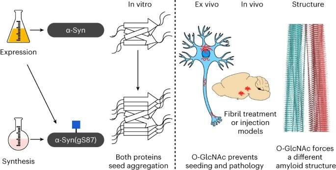 Protein modification in neurodegenerations Balana et al