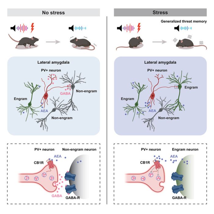 Abstract in Sl Lesuis et al Cell