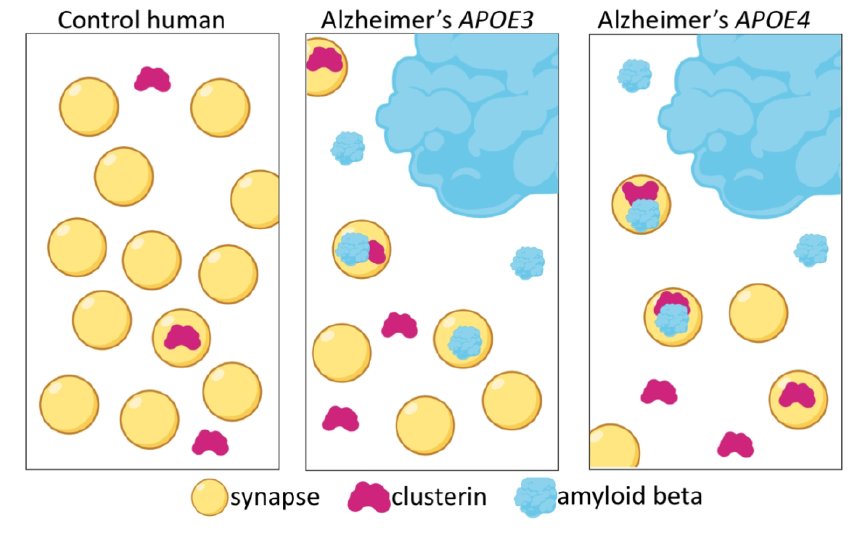 Clusterin accumulates in synapses in AD and more with APOE4