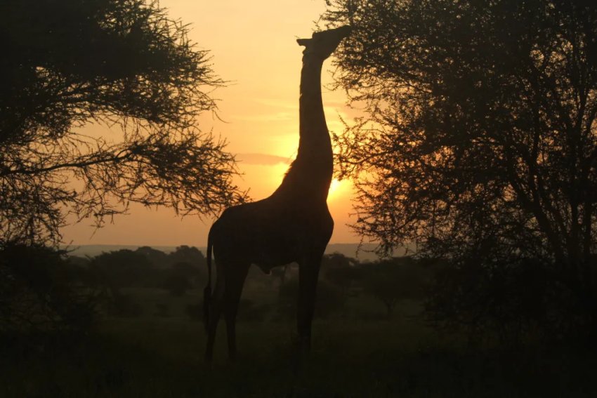 DanGibbs giraffe at sunrise