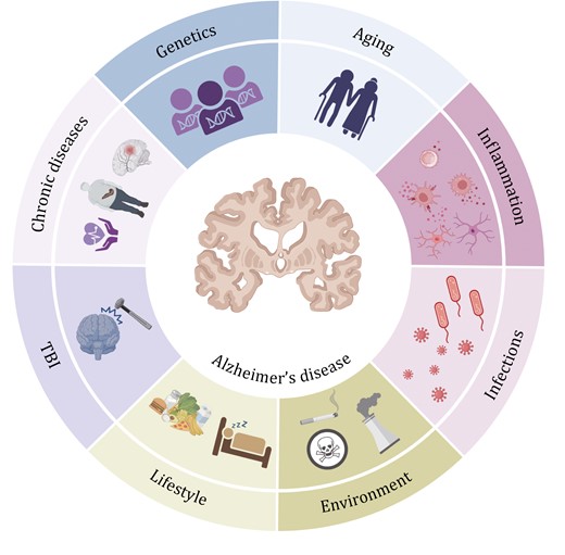 Diverse risk factors contributing to AD pathogenesis 