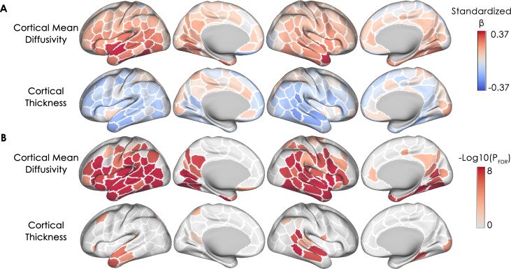 Effect size and significance of longitudinal changes in cortical microstructure and macrostructure