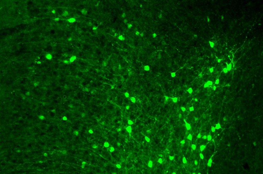 Excitatory neurons fluorescent in the prefrontal cortex