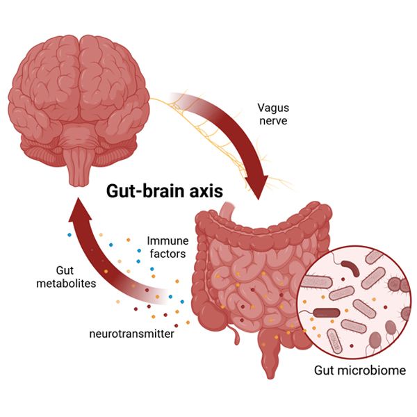 Gut brain axis by Ravinder Nagpal FSU