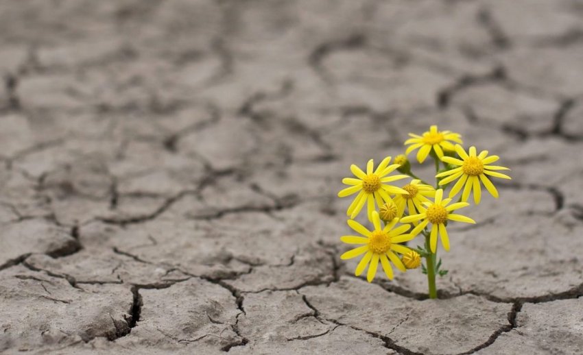 Hope Flower In Dry Lakebed