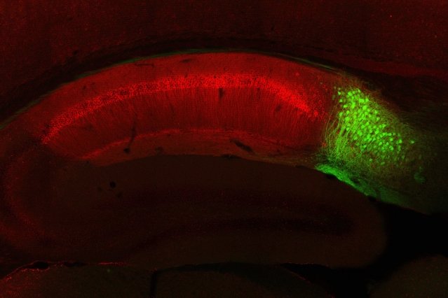 Neuroscienziali scoprono un circuito cerebrale dedicato al recupero dei ricordi