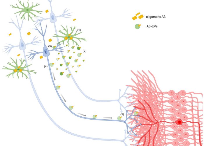 Model for synaptic dysfunction propagation mediated by large Aβ EVs