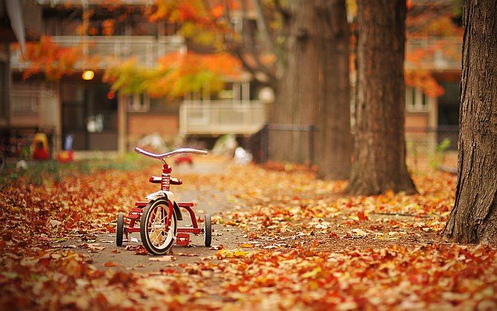 Nature Seasons Autumn Tricycle in autumn park
