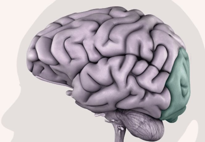 Occipital lobe posterior cortical atrophy benson syndrome