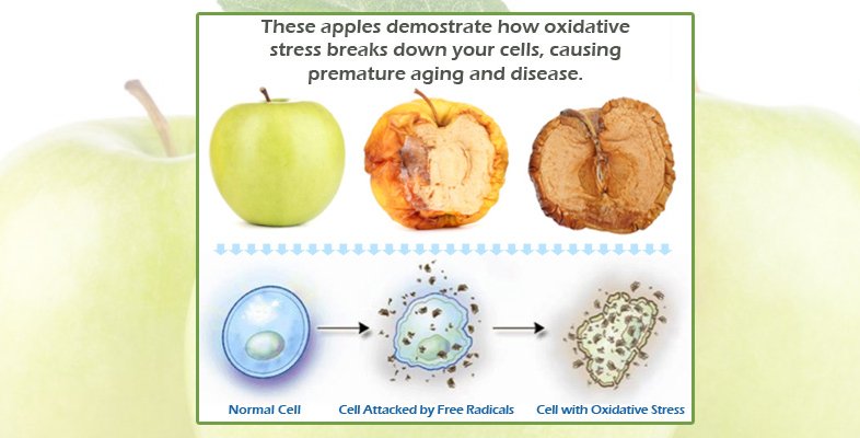 Oxidative Stress in apples and cells