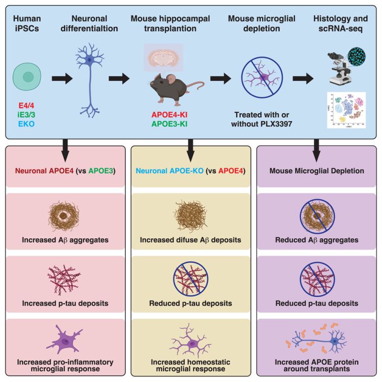 Rao et al / Gladstone / Cell Stem Cell / 2024