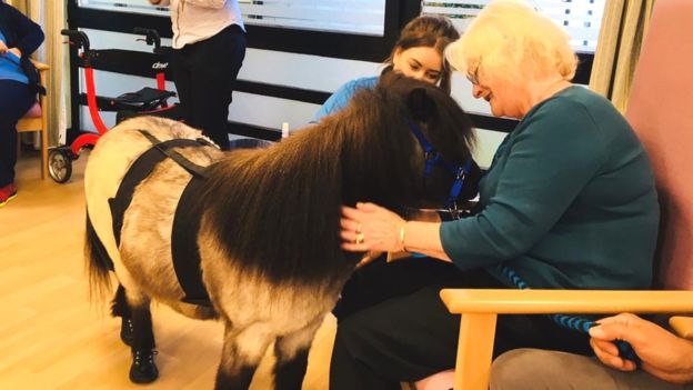 Pony delle Shetland in aiuto ai pazienti di demenza in Scozia