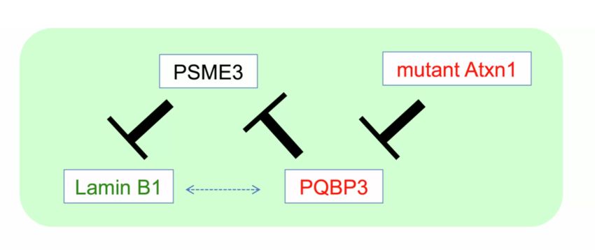 Yuki Yoshioka et al Embo