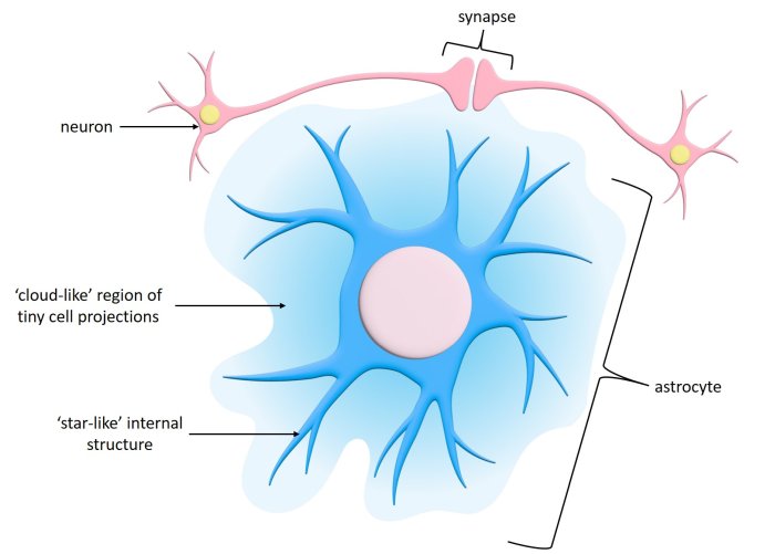 astrocyte diagram OIST 