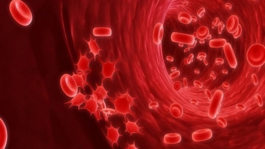Cellule del sangue arricchite preservano la cognizione in topi con Alzheimer