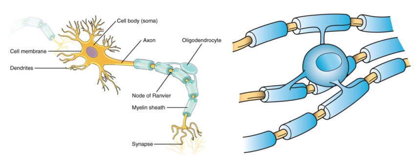 cell body myelin oligodendrocytes