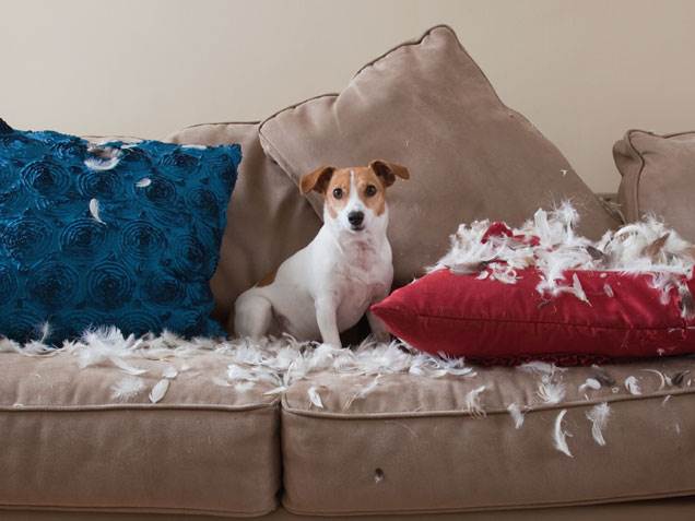 dog destroys pillows