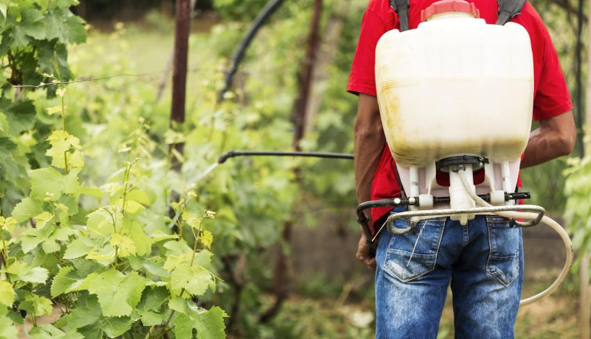 farmer watering plants glyphosate 