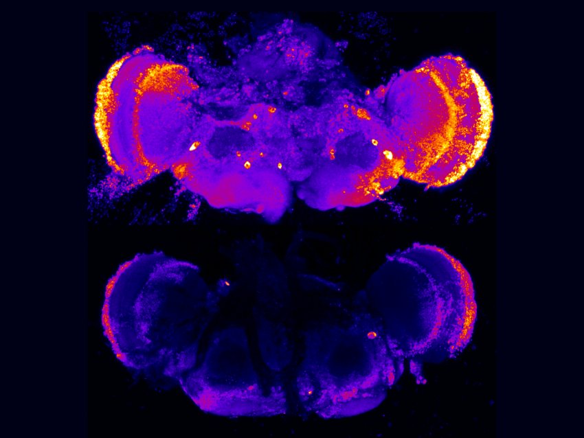 fruit fly brains with cell death brighter by Alyssa Connell SelleckLab PennState
