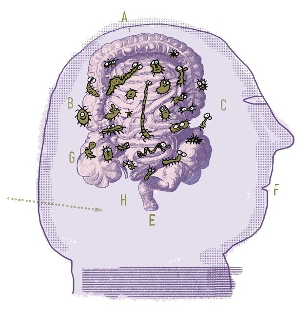 Ancora prove del collegamento intestino-cervello nell'Alzheimer