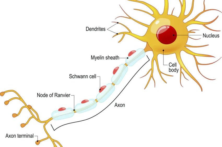neuron scheme