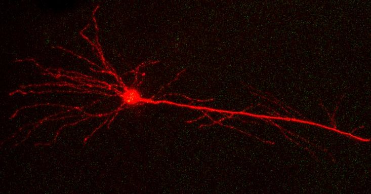 single neuron