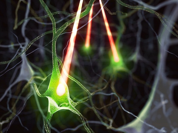 Neuroni attivati producono proteina che protegge dalle neurodegenerazioni